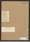 Auliscus compositus A. Schum. (de-Toni-Nr.: Genus 171, Species 4380) Zeichnungen Sammlung Grunow Nr. 7947 (NHMW-BOT-W0377229)